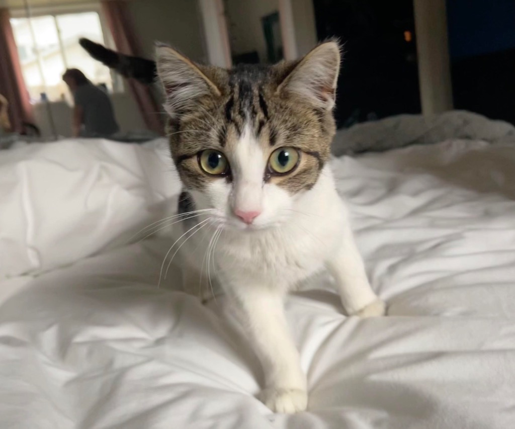 Mae
