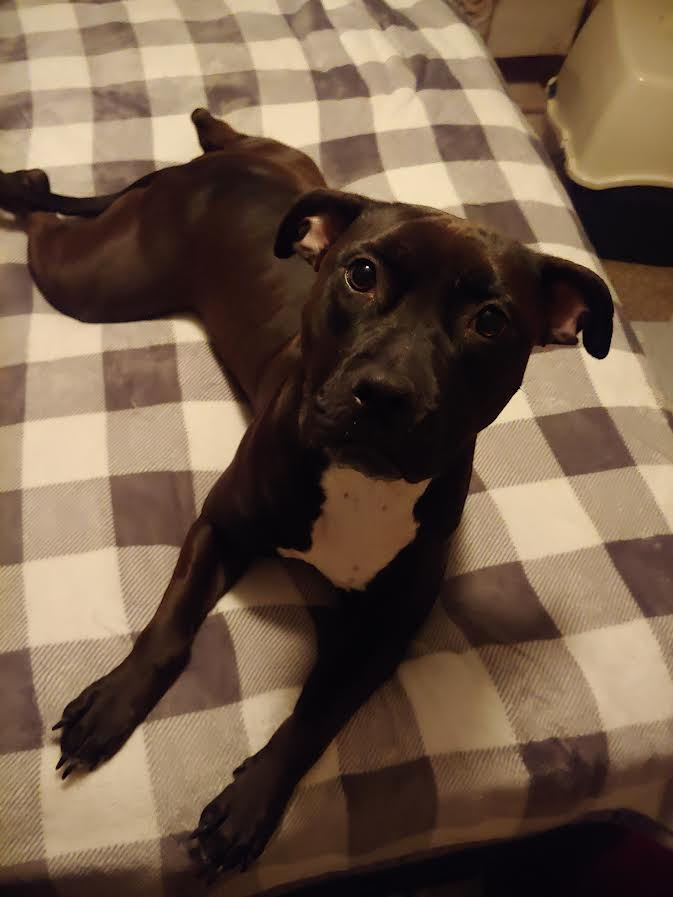 Mocha