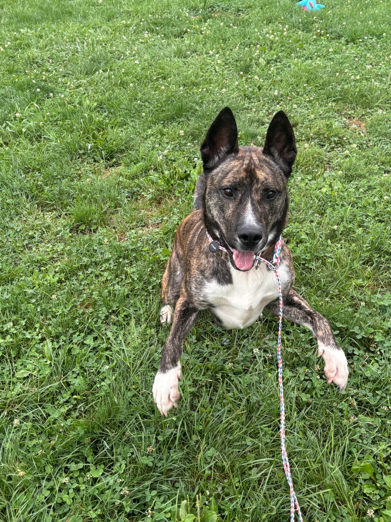 Apollo the younger