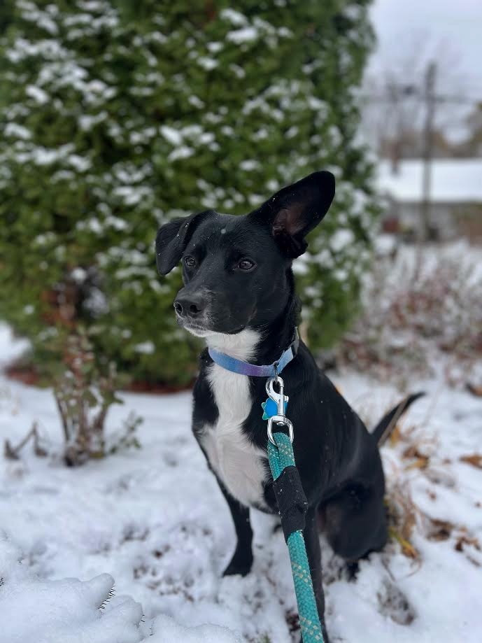 Phoebe Elise