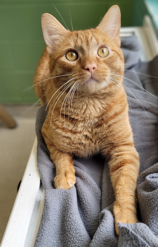 Figaro