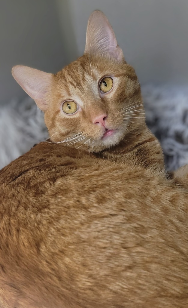 Figaro