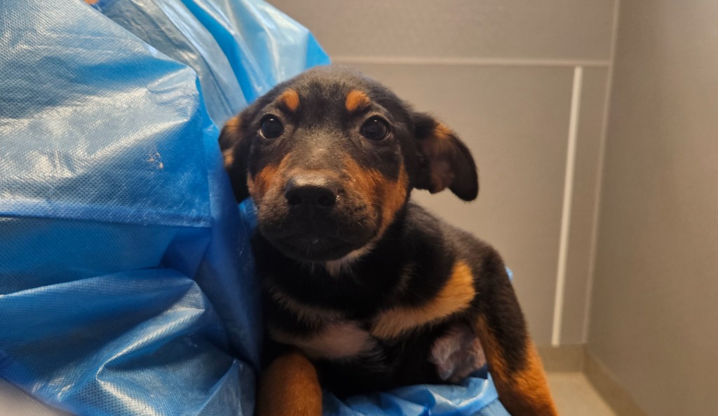 Nova
