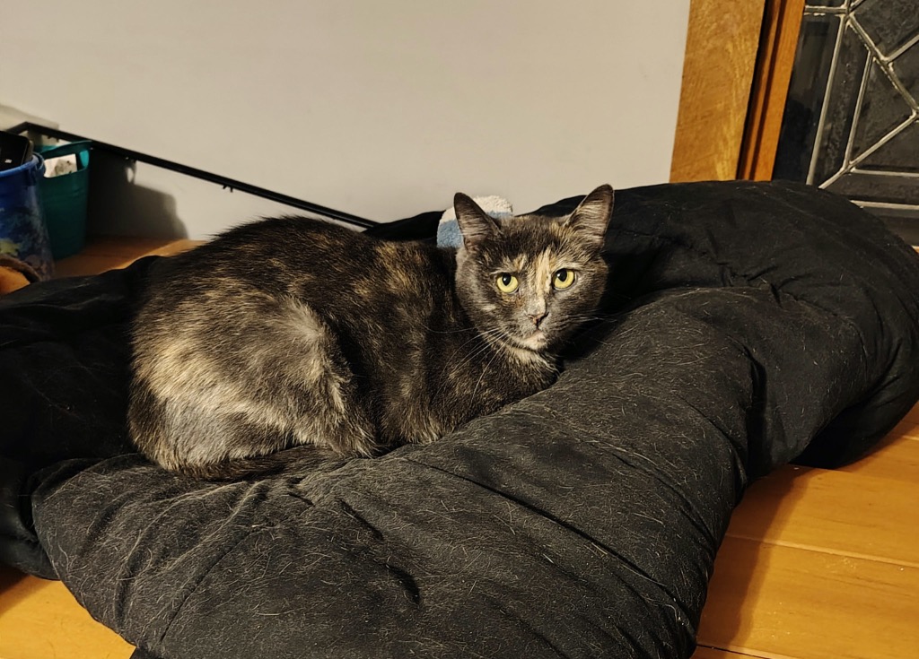 Friendly Working Cat:  Siria