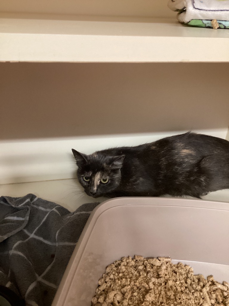 Friendly Working Cat:  Siria