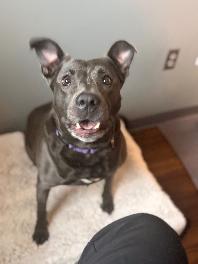 Phoebe