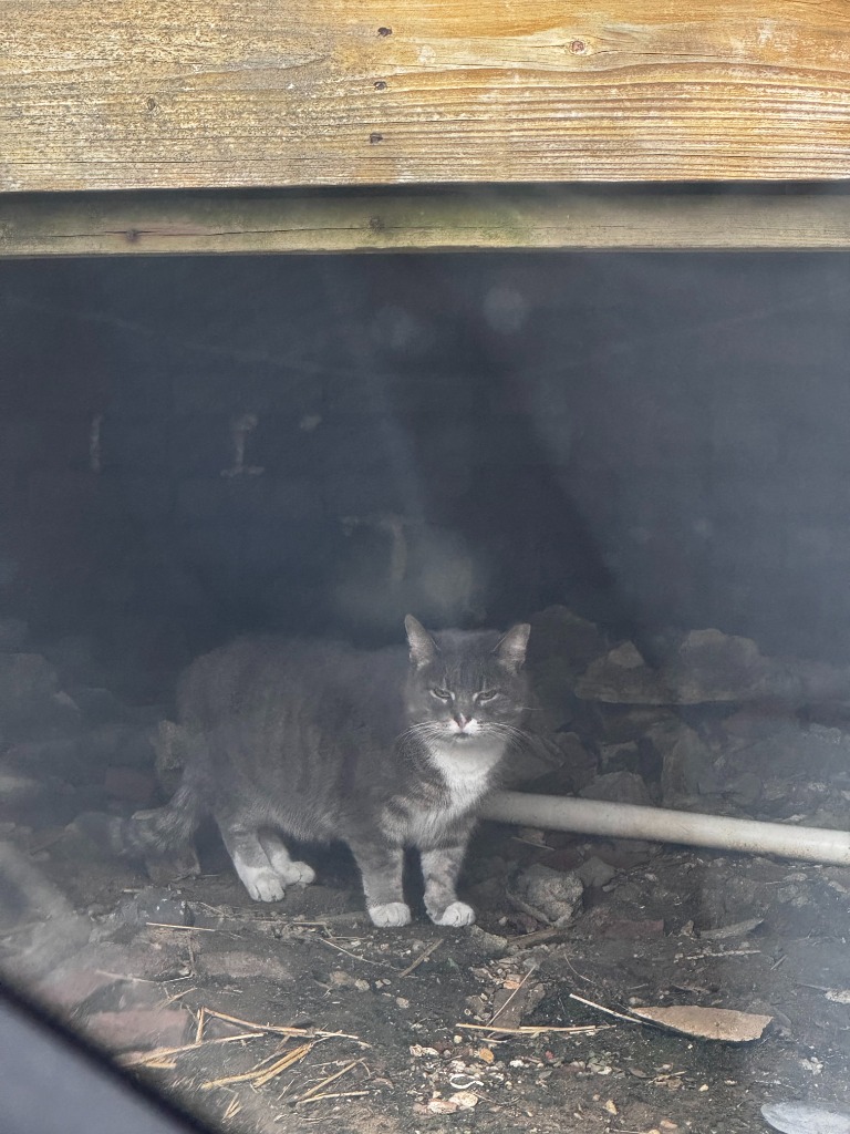 Working Cat: Boxie