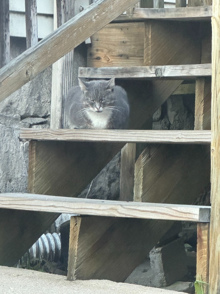 Working Cat: Boxie