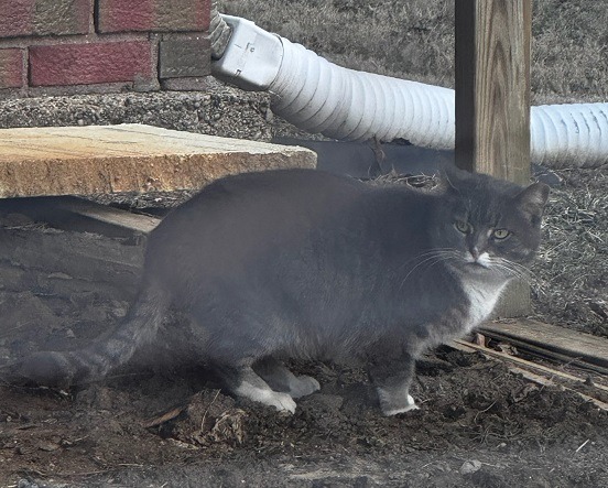 Working Cat: Boxie
