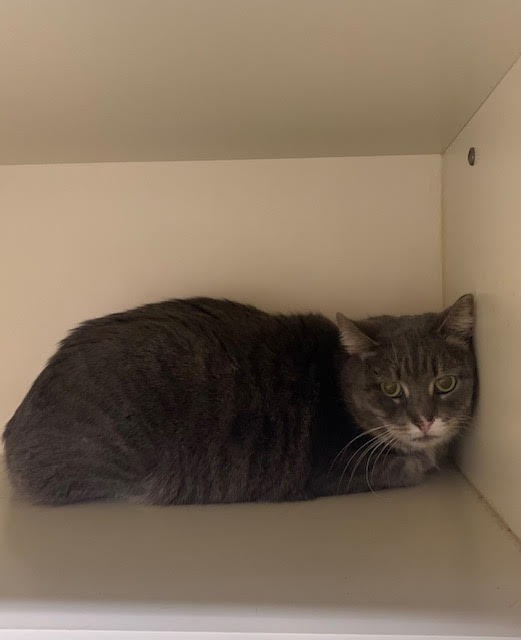 Working Cat: Boxie