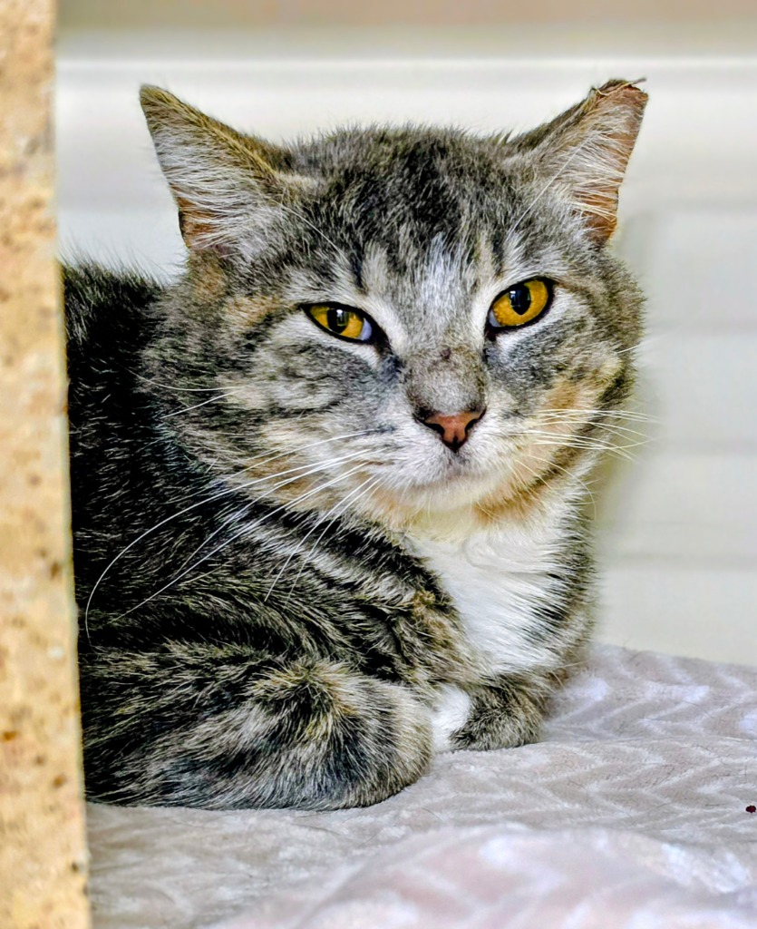 Working Cat: Monroe