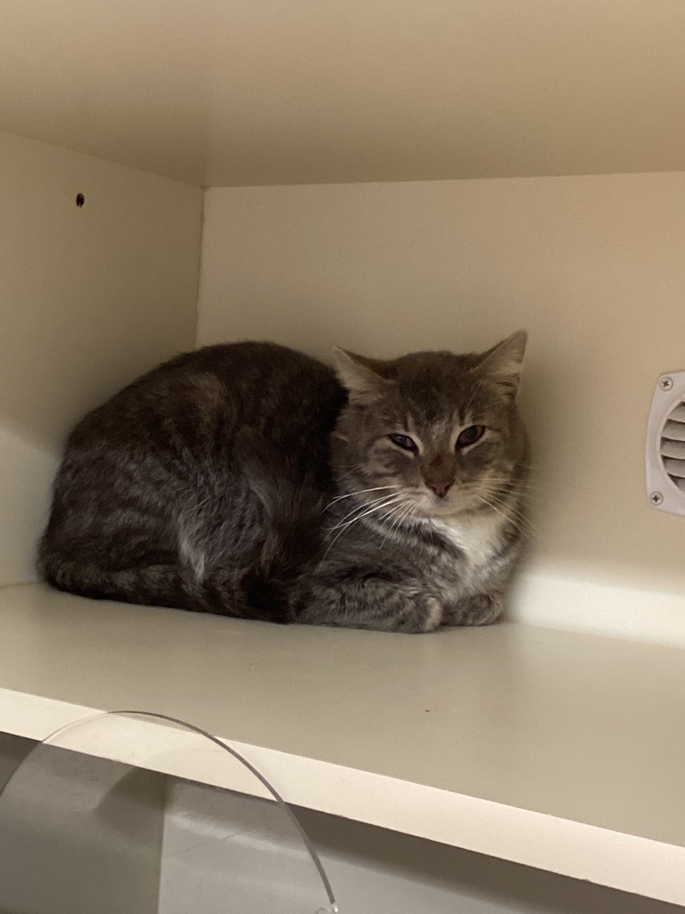 Working Cat: Monroe