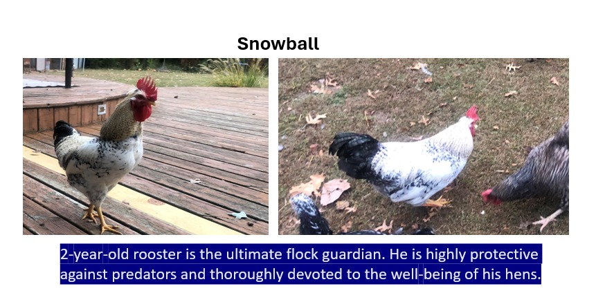 Snowball