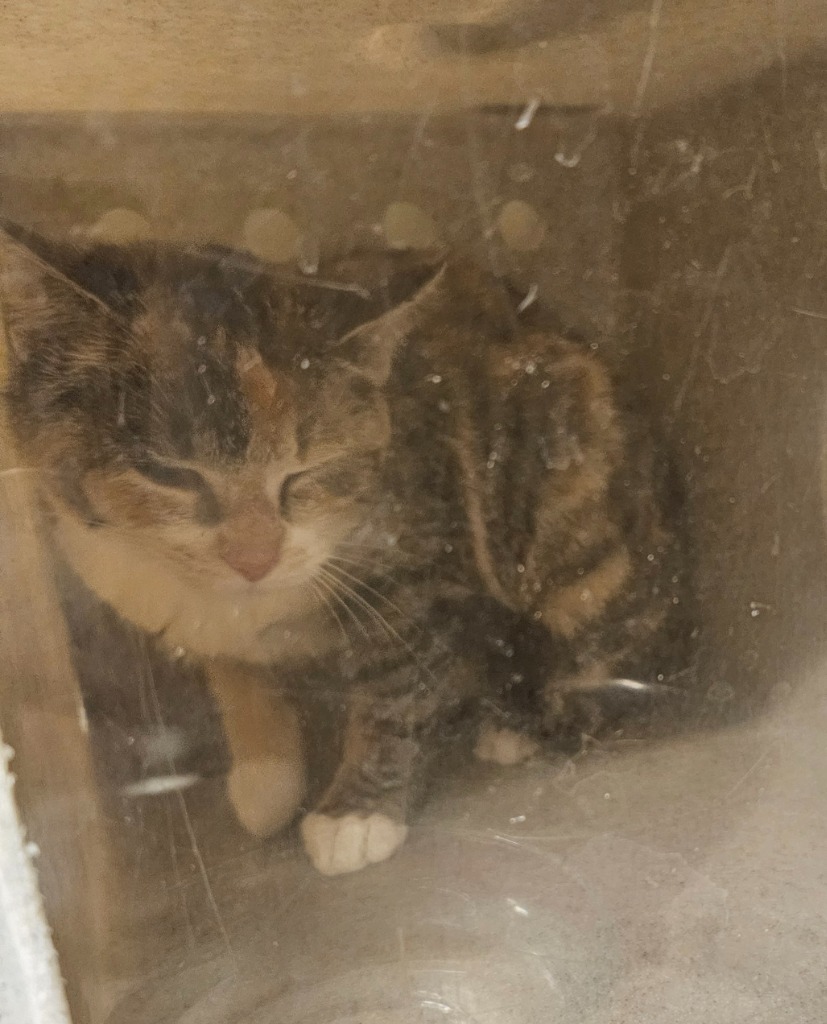 Working Cat: Fern