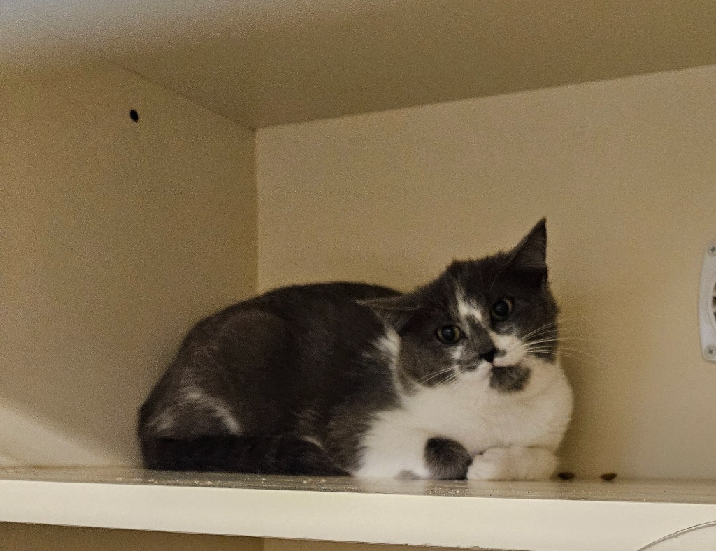 Working Cat: Cassidy