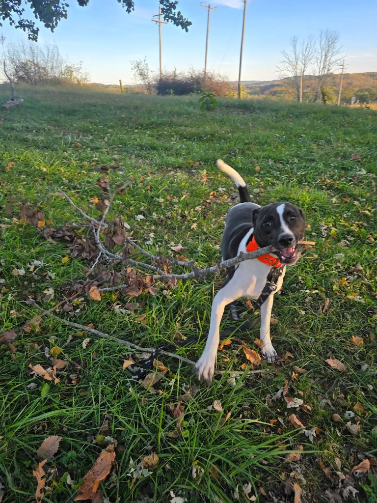 Phoebe