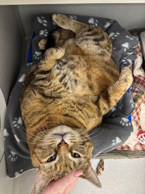 Kiki