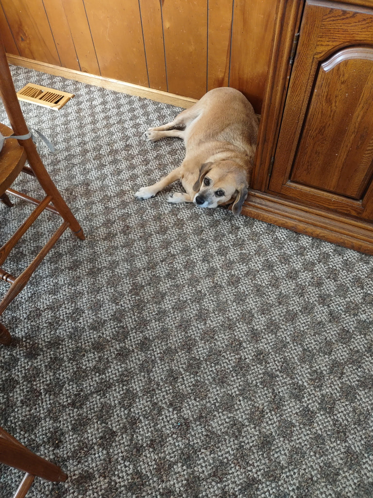 Petunia