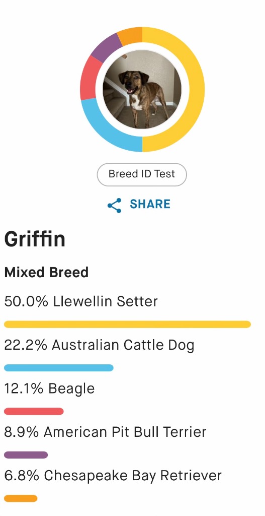 Griffin