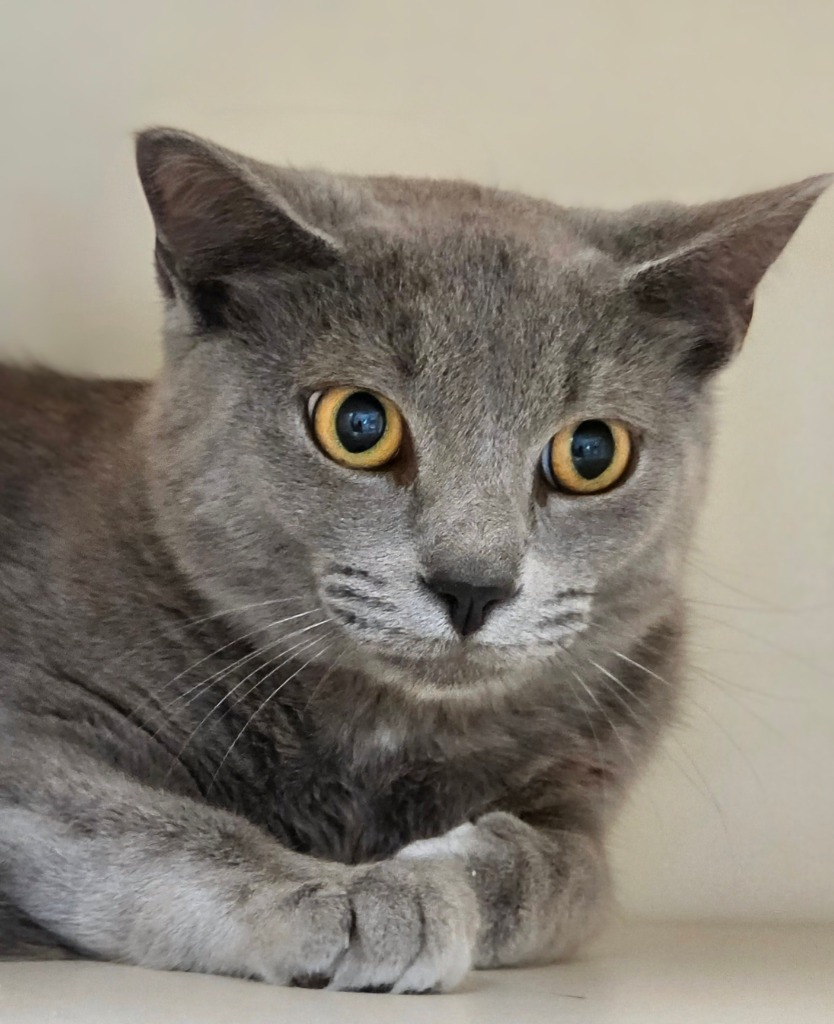 Working Cat: Gus