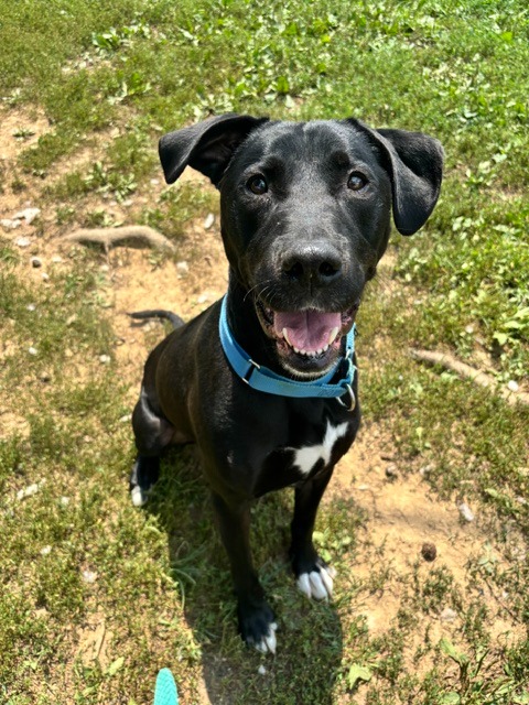 Pepper