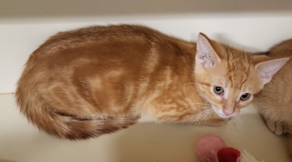 Java