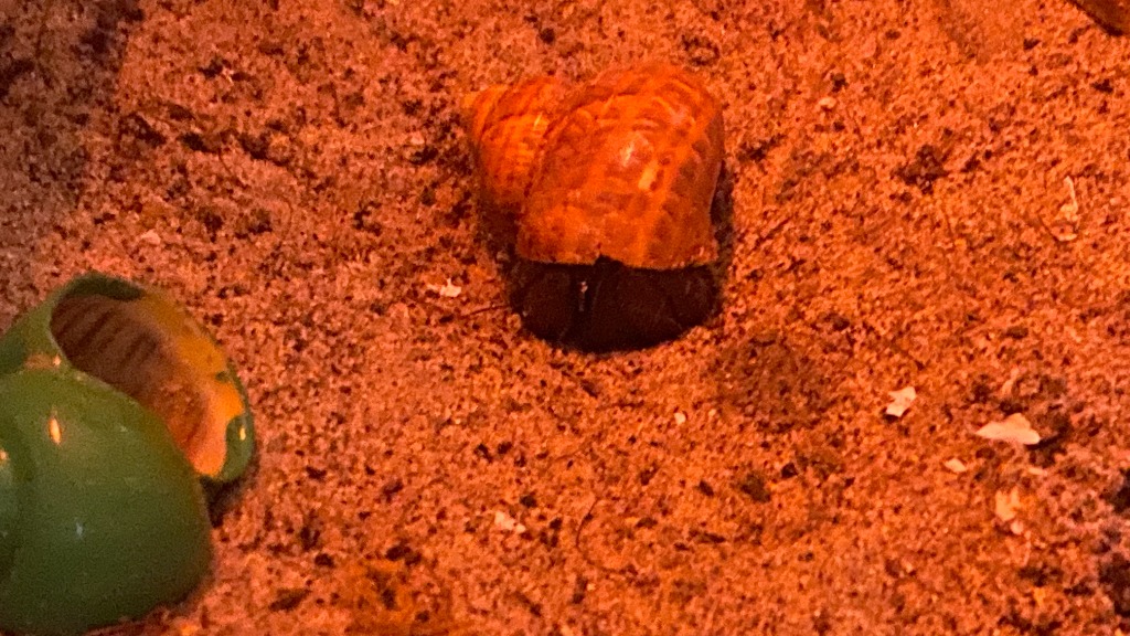 Hermie & Cookie - Hermit Crabs