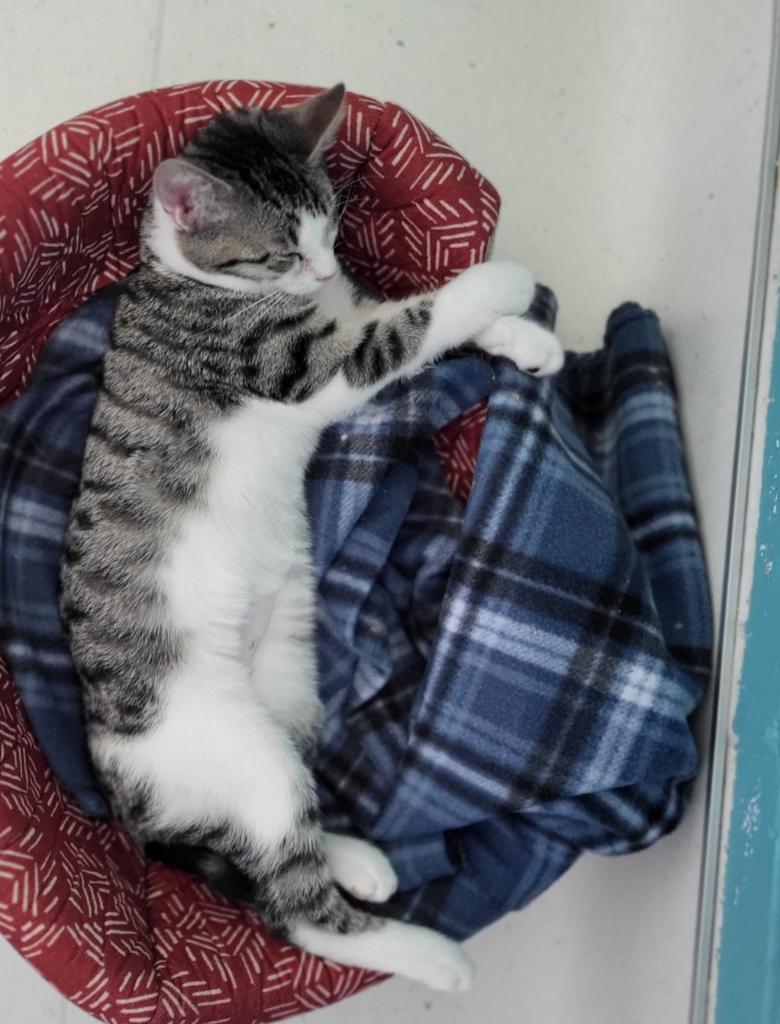 Franklin