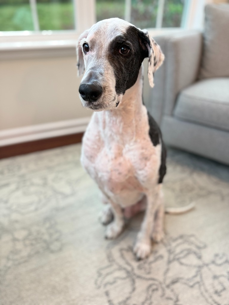 Archie