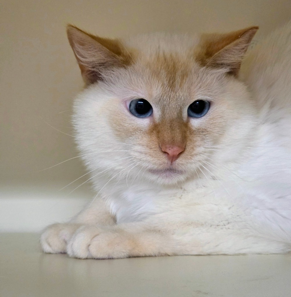Working Cat: Einstein