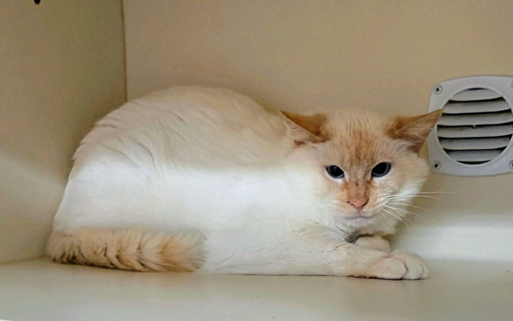 Working Cat: Einstein