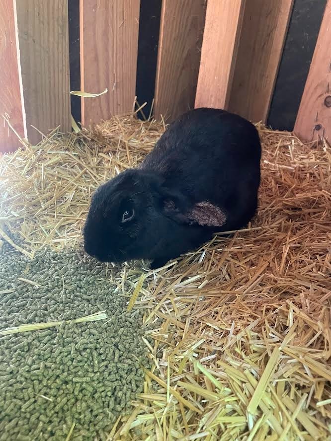 Elvira
