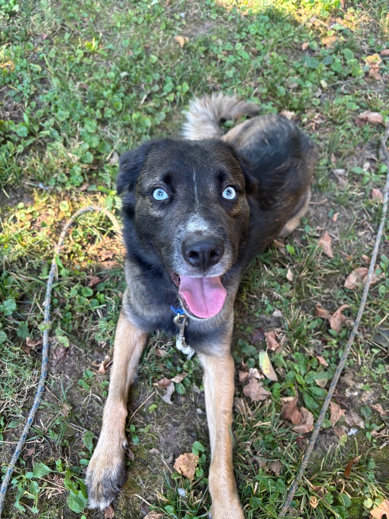 Indy