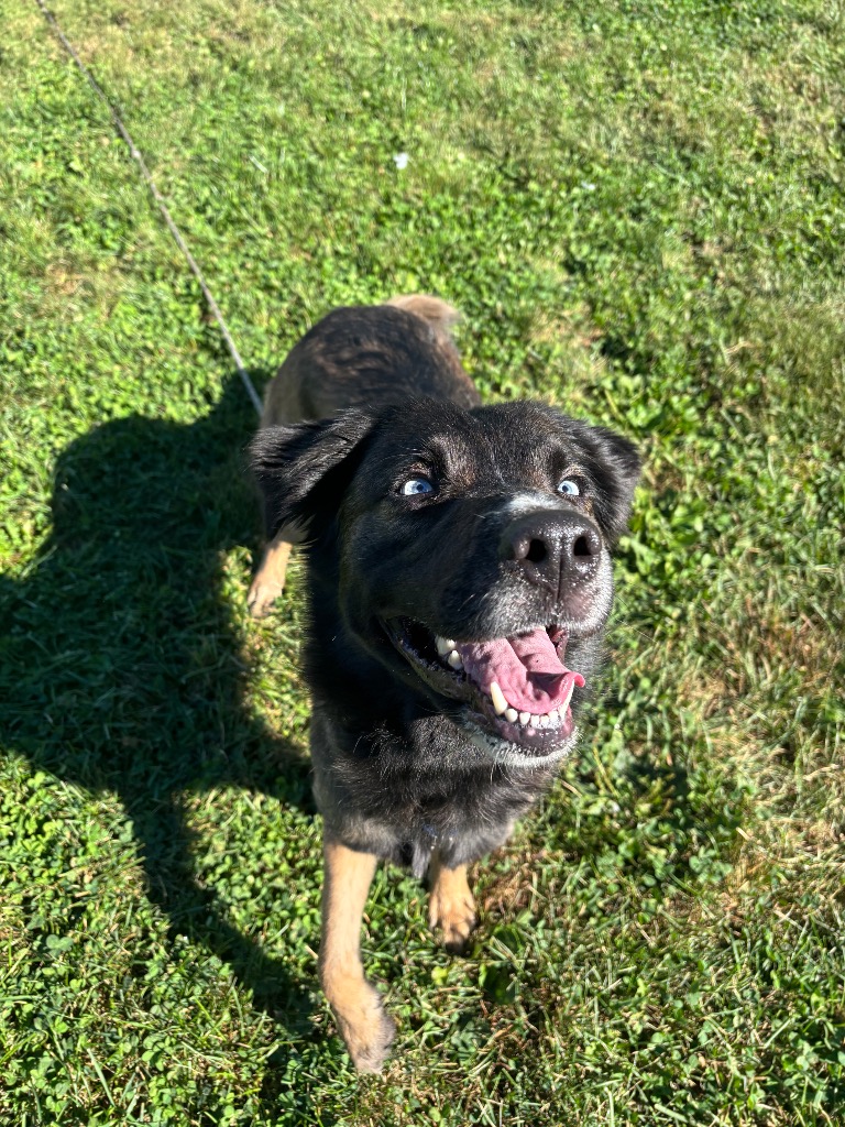 Indy