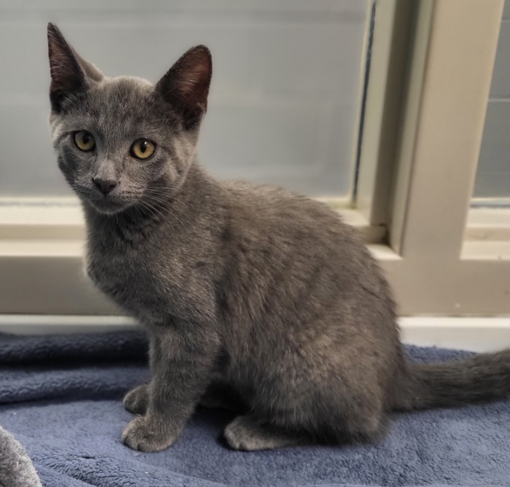 Spirit
