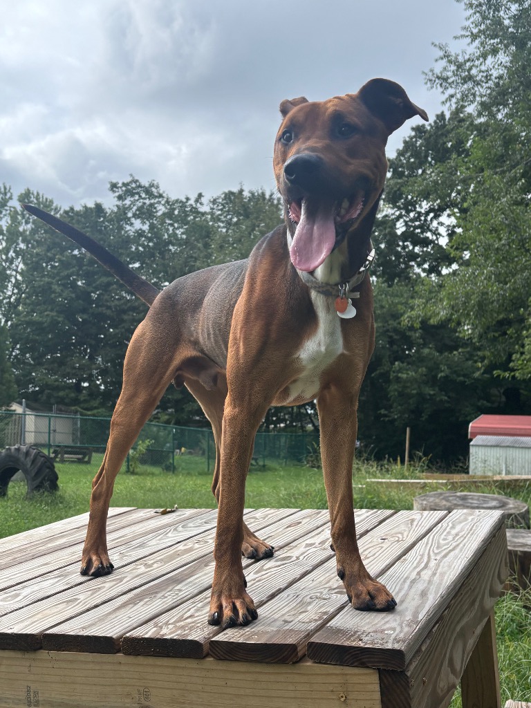 Jax