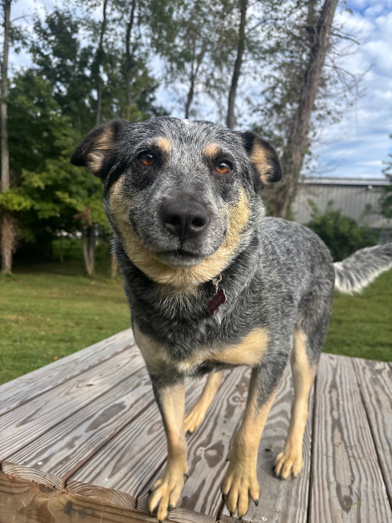 Penny