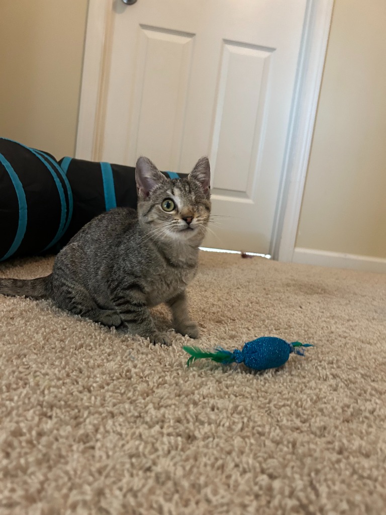 Iris