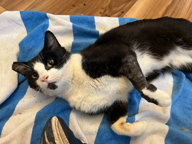 Mr. Cat