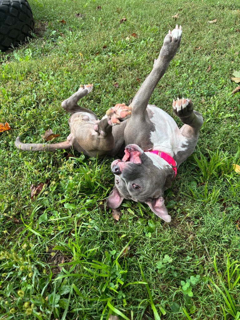 Ophelia