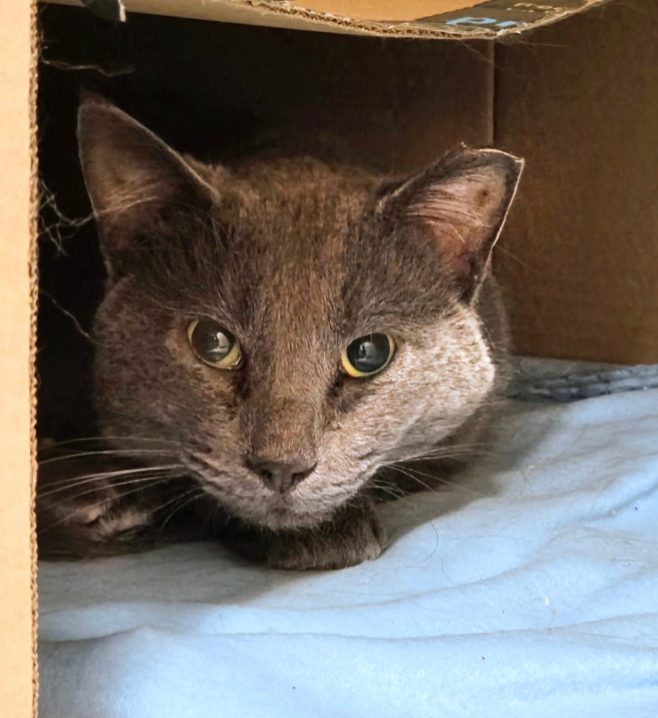 Working Cat: Senior Whappy Pants
