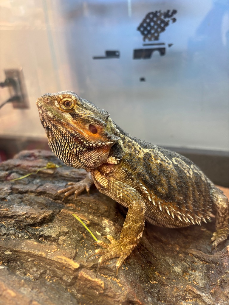 Draco