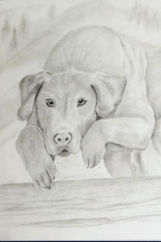 Pencil drawing of a lab-like dog jumping over a log