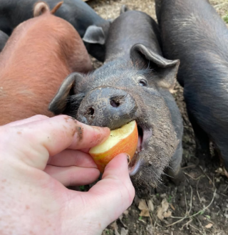 Pig eating apple slice, courtesy of Birdie & the Bees instagram page