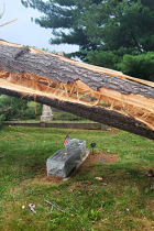White pine tree felled during a storm at Rose Hill Cemetery in Bloomington, Ind.